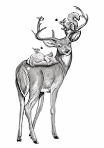 Cerf et compagnie en N&B